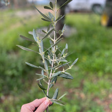 Premium Greek Olive Oil, Rich in Polyphenols