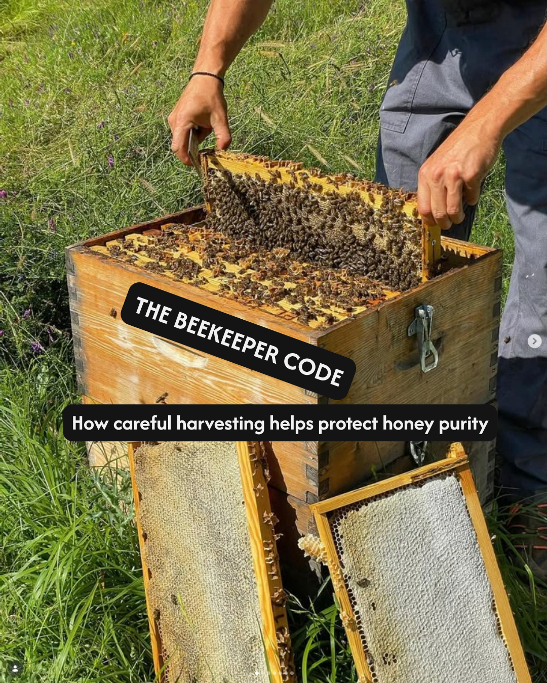 The Beekeeper Code: How Careful Harvesting Protects Honey Purity