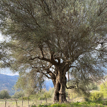 Premium Greek Olive Oil, Rich in Polyphenols