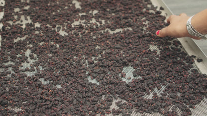 Super 36 Black Corinthian Currants -10 packs